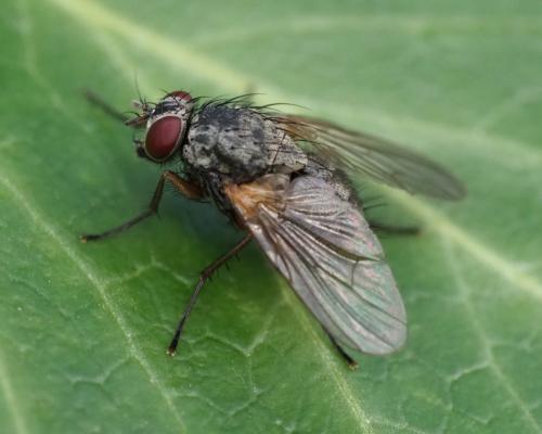 Réf. 220 245 : Phaonia rufipalpis
